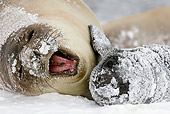 SEA 01 KH0019 01
Southern Elephant Seal Female Laying In Snow With Young In South Georgia, Antarctica