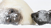 SEA 01 KH0020 01
Southern Elephant Seal Female Laying In Snow With Young In South Georgia, Antarctica