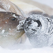 SEA 01 KH0021 01
Southern Elephant Seal Nuzzling Young In Snow In South Georgia, Antarctica