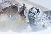 SEA 01 KH0022 01
Southern Elephant Seal And Young In Snow In South Georgia, Antarctica