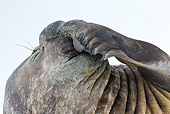 SEA 01 KH0023 01
Southern Elephant Seal Male Holding Nose In South Georgia, Antarctica