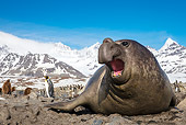 SEA 01 KH0024 01
Elephant Seal Near Colony Of King Penguins In Bay Of St. Andrew, Antarctica