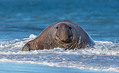 SEA 01 KH0025 01
Elephant Seal Male Laying In Foam At Beach In Falkland Islands