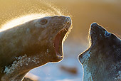 SEA 01 KH0026 01
Altercation Between Two Southern Elephant Seal Females In Falkland Islands