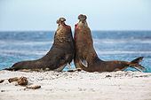 SEA 01 KH0027 01
Southern Elephant Seal Males Fighting On Beach In Falkland Islands