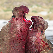 SEA 01 KH0028 01
Close-Up Of Fight Between Southern Elephant Seal Males On Beach In Falkland Islands