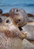 SEA 01 MC0001 01
Head Shot Of Elephant Seal Barking On Island Mexico