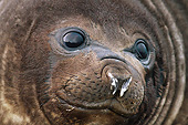 SEA 01 MC0002 01
Close-Up Of Young Southern Elephant Seal Resting In Jason Harbor, South Georgia