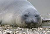 SEA 01 WF0001 01
Close-Up Of Southern Elephant Seal Female Resting On Beach
