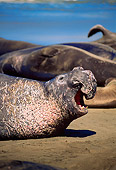SEA 01 JM0002 01
Northern Elephant Seal
California