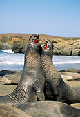 SEA 01 JM0003 01
Profile Of Two Northern Elephant Seal Bulls Sparring On Beach