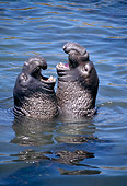 SEA 01 JM0004 01
Profile Head Shot Of Two Northern Elephant Seal Bulls Sparring In Water