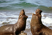 SEA 01 LS0001 01
Profile Of Two Northern Elephant Seal Bulls Sparring On Beach