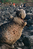 SEA 01 MR0001 01
Close Up Profile Of Elephant Seal On Beach Mexico