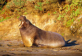 SEA 01 TL0001 01
Profile Of Northern Elephant Seal Bull Roaring On Beach