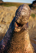 SEA 01 TL0002 01
Portrait Head Shot Of Northern Elephant Seal Bull Roaring On Beach