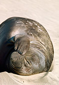 SEA 01 TL0003 01
Portrait Of Northern Elephant Seal Pup Laying On Sandy Beach