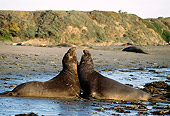 SEA 01 TL0004 01
Profile Of Northern Elephant Seal Bulls Sparring On Beach
