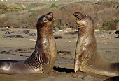 SEA 01 TL0005 01
Profile Of Northern Elephant Seal Bulls Sparring On Beach
