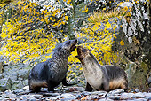 SEA 02 KH0001 01
Conflict Between Two Antarctic Fur Seals On Rocks In South Georgia, Antarctica