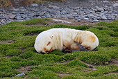 SEA 02 WF0001 01
Young Antarctic Fur Seal Sleeping On Grass