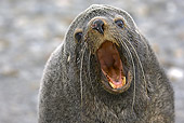 SEA 02 WF0002 01
Head Shot Of Antarctic Fur Seal Barking