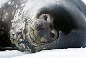 SEA 03 KH0001 01
Close-Up Of Weddell Seal Resting On Ice Antarctica