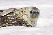 SEA 03 WF0001 01
Young Weddell Seal Laying On Pack Ice