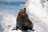 SEA 04 BA0001 01
New Zealand Fur Seal Sitting On Rocky Beach Barking
