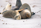 SEA 04 GL0001 01
Australian Sea Lions Laying On Beach