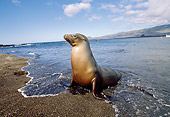 SEA 04 GL0002 01
Galapagos Sea Lion Sitting On Beach