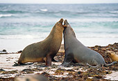 SEA 04 GL0003 01
Two Australian Sea Lions Play Fighting On Beach