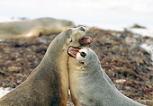 SEA 04 GL0004 01
Two Australian Sea Lions Play Fighting On Beach