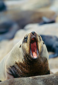 SEA 04 GL0005 01
Portrait Of Brown (aka Cape Or South African) Fur Seal Yawning On Beach