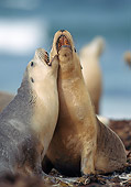 SEA 04 GL0006 01
Portrait Of Two Australian Sea Lions Barking On Kangaroo Island