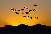 SEA 04 GL0007 01
Silhouette Of Cape Cormorants Flying At Sunset Over Seal Island In False Bay, South Africa