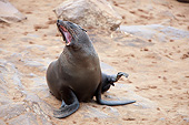 SEA 04 JE0001 01
Young Brown Fur Sea Lion Barking On Beach In Cape Cross, Namibia