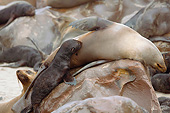 SEA 04 JE0002 01
Young Brown Fur Sea Lion Nursing On Rocks In Cape Cross, Namibia