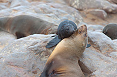 SEA 04 JE0003 01
Young Brown Fur Sea Lion Nuzzling Mother On Rocks In Cape Cross, Namibia