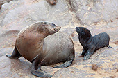 SEA 04 JE0004 01
Young Brown Fur Sea Lion Following Mother On Rocks In Cape Cross, Namibia