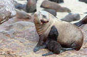 SEA 04 JE0005 01
Young Brown Fur Sea Lion And Mother On Rocks In Cape Cross, Namibia