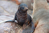 SEA 04 JE0006 01
Young Brown Fur Sea Lion And Mother On Rocks In Cape Cross, Namibia