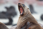 SEA 04 JE0007 01
Brown Fur Sea Lion Barking On Rocks In Cape Cross, Namibia