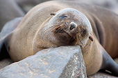 SEA 04 JE0008 01
Brown Fur Sea Lion Sleeping On Rocks In Cape Cross, Namibia