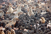 SEA 04 JE0009 01
Colony Of Brown Fur Sea Lions On Rocks In Cape Cross, Namibia