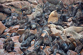 SEA 04 JE0010 01
Colony Of Brown Fur Sea Lions On Rocks In Cape Cross, Namibia