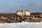 SEA 04 KH0014 01
Colony Of Brown (aka Cape or South African) Fur Seals Laying On Rocky Beach By Ocean