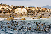 SEA 04 KH0015 01
Colony Of Brown (aka Cape or South African) Fur Seals On Rocky Beach And In Ocean
