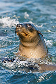 SEA 04 KH0016 01
Head Shot Of Brown (aka Cape or South African) Fur Seals Swimming In Ocean