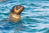 SEA 04 KH0017 01
Head Shot Of Brown (aka Cape or South African) Fur Seals Swimming In Ocean
